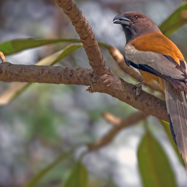 "The rufous treepie (Dendrocitta vagabunda)" stock image