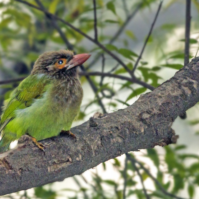 "The brown-headed barbet or large green barbet (Psilopogon zeylanicus)" stock image