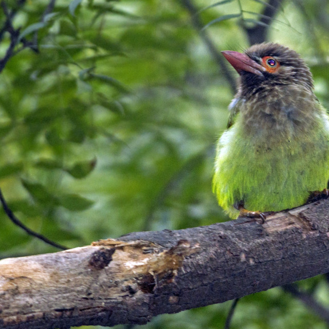 "The brown-headed barbet or large green barbet (Psilopogon zeylanicus)" stock image