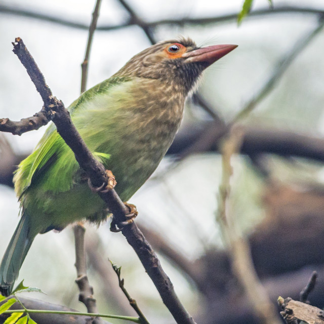 "The brown-headed barbet or large green barbet (Psilopogon zeylanicus)" stock image