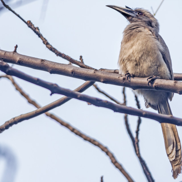 "The Indian grey hornbill (Ocyceros birostris)" stock image