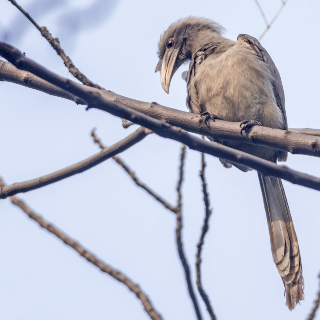 "The Indian grey hornbill (Ocyceros birostris)" stock image