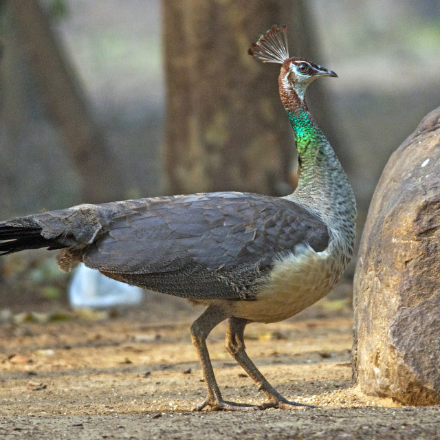 "The The Indian peafowl or blue peafowl (Pavo cristatus) (Female Peahen)" stock image