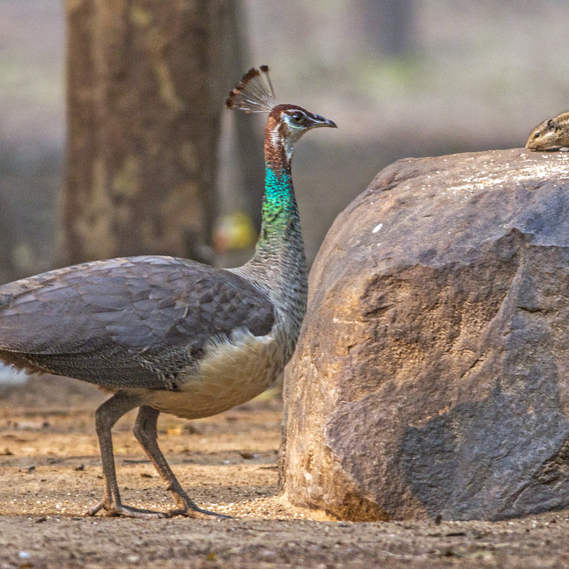 "The The Indian peafowl or blue peafowl (Pavo cristatus) (Female Peahen)" stock image