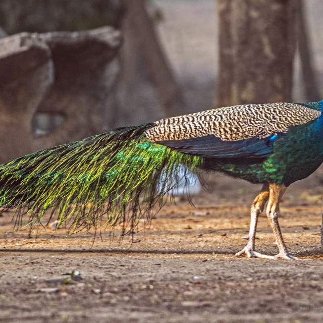 "The The Indian peafowl or blue peafowl (Pavo cristatus) (male Peafowl)" stock image