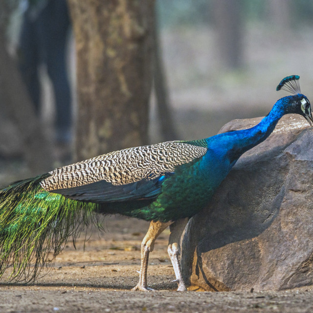 "The The Indian peafowl or blue peafowl (Pavo cristatus) (male Peafowl)" stock image