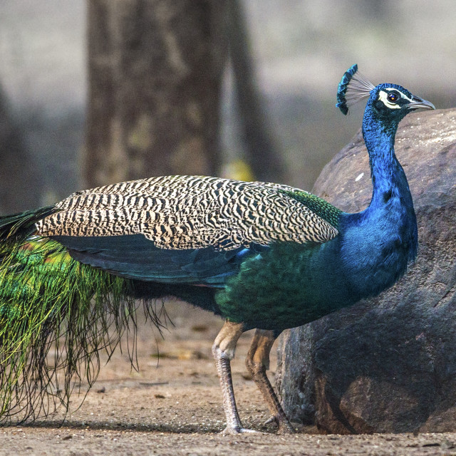 "The The Indian peafowl or blue peafowl (Pavo cristatus) (male Peafowl)" stock image