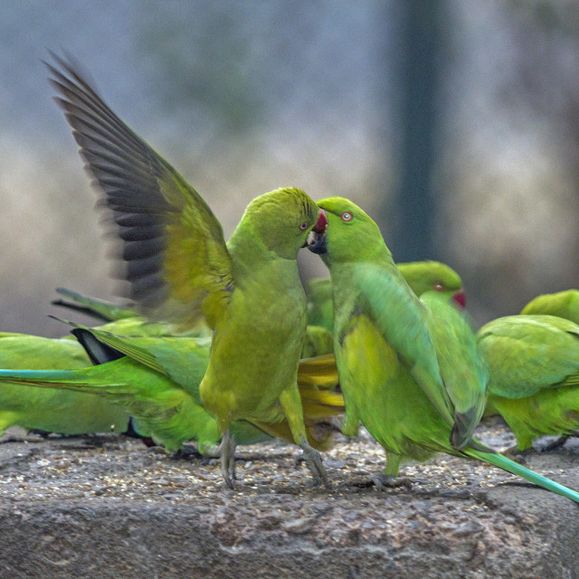 "The rose-ringed parakeet (Psittacula krameri) also known as the ring-necked parakeets" stock image