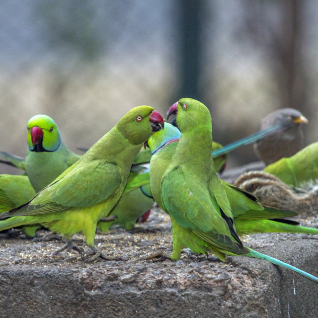 "The rose-ringed parakeet (Psittacula krameri) also known as the ring-necked parakeets" stock image