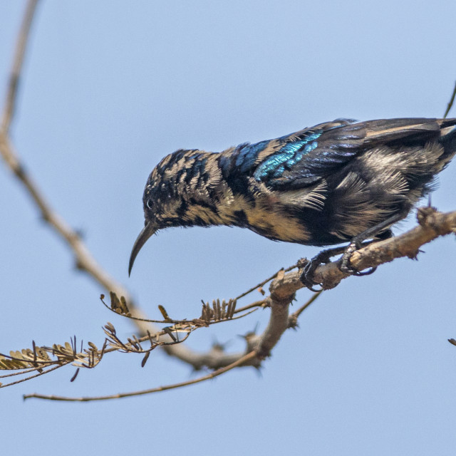 "The purple sunbird (Cinnyris asiaticus)" stock image