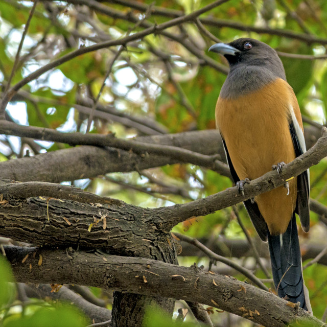 "The rufous treepie (Dendrocitta vagabunda)" stock image