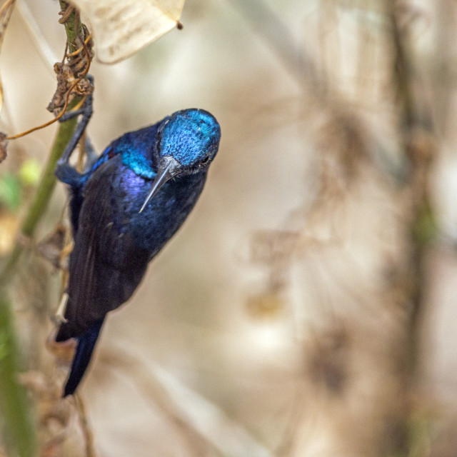 "The purple sunbird (Cinnyris asiaticus)" stock image