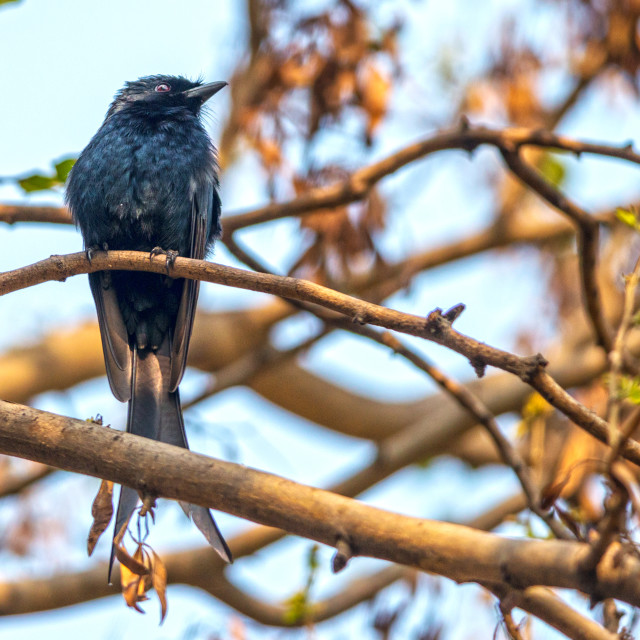 "The black drongo (Dicrurus macrocercus)" stock image