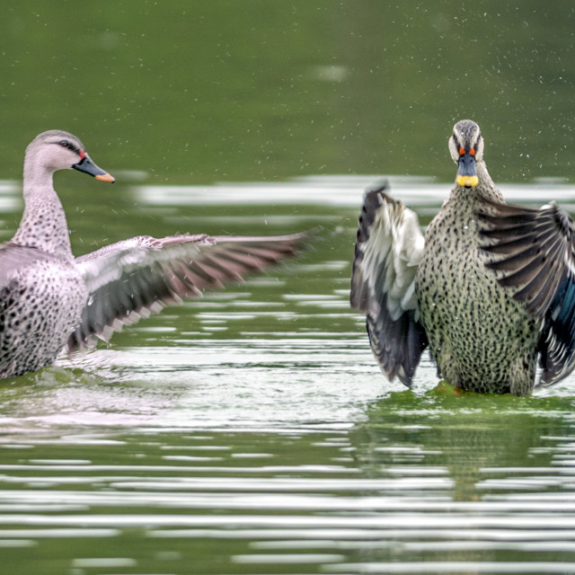 "The yellow-billed duck (Anas undulata)" stock image