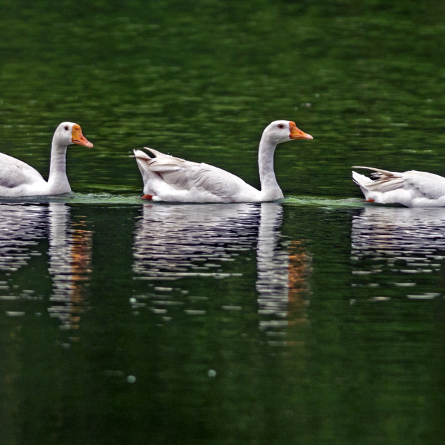 "The American Pekin Duck,(Anas platyrhynchos domestica)" stock image