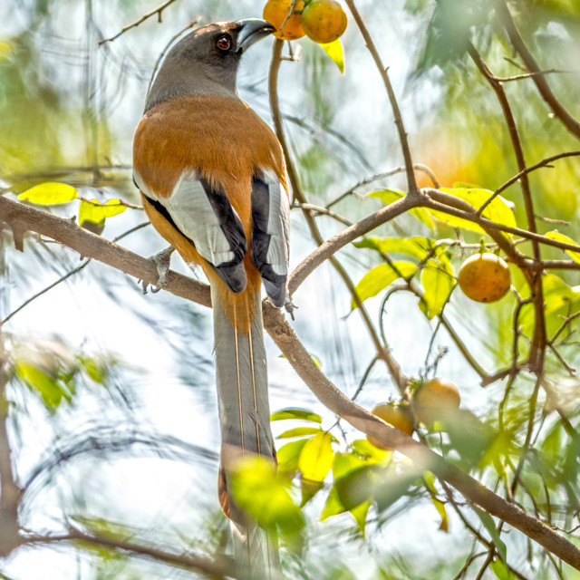 "The rufous treepie (Dendrocitta vagabunda)" stock image