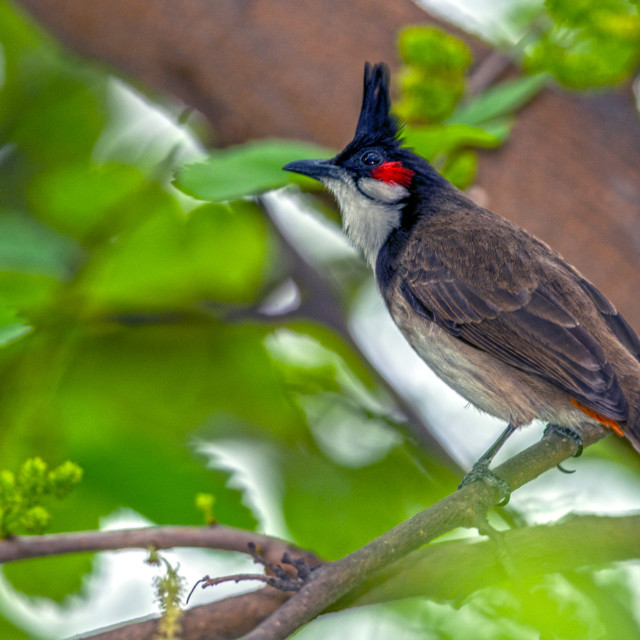 "The red-whiskered bulbul (Pycnonotus jocosus)" stock image