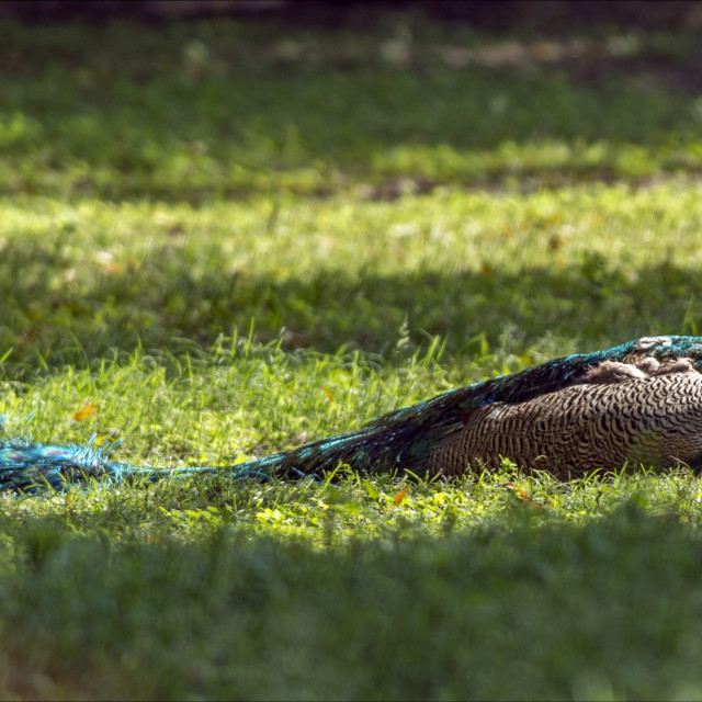 "The Indian peacock (Pavo cristatus)" stock image