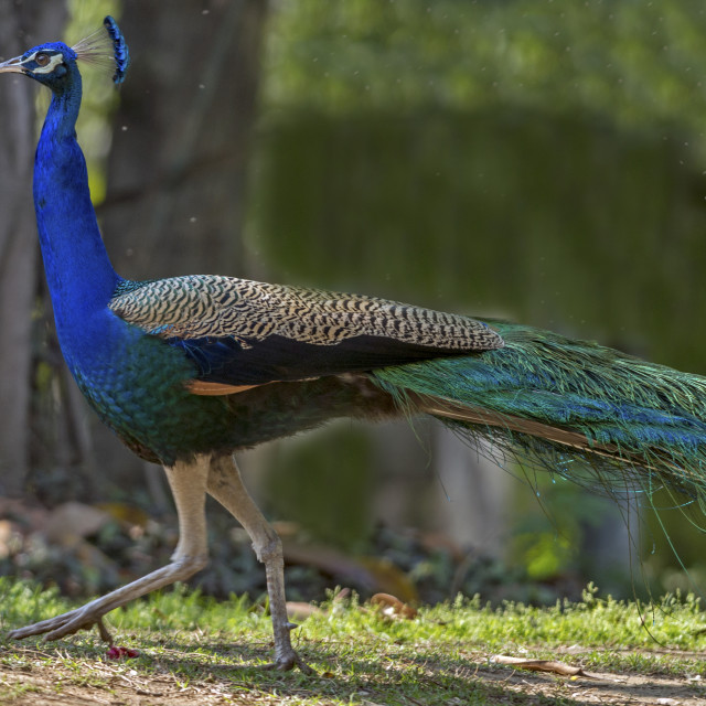 "The Indian peacock (Pavo cristatus)" stock image