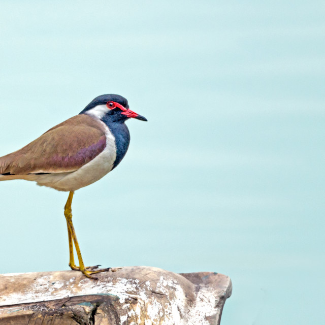 "The The red-wattled lapwing (Vanellus indicus)" stock image