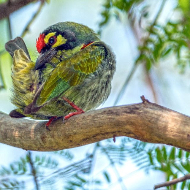 "The crimson-breasted barbet or coppersmith (Megalaima haemacephala)" stock image