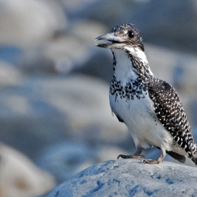 "The CRESTED KINGFISHER (Megaceryle lugubris)" stock image