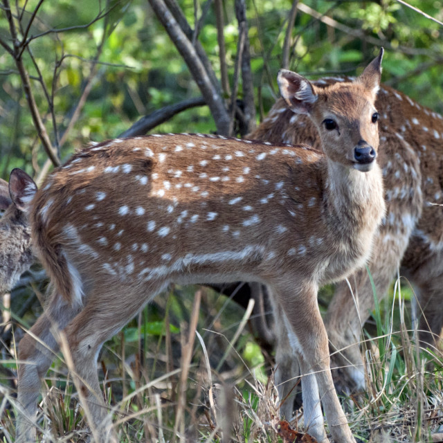 "The Chital deer, Spotted deer or Axis deer (Axis axis)" stock image