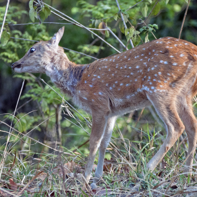 "The Chital deer, Spotted deer or Axis deer (Axis axis)" stock image