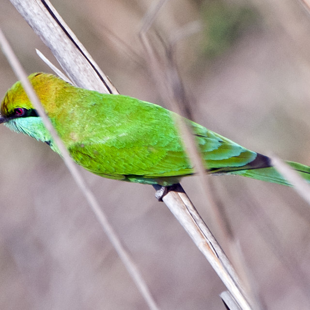 "The GREEN BEE EATER (Merops orientalis)" stock image