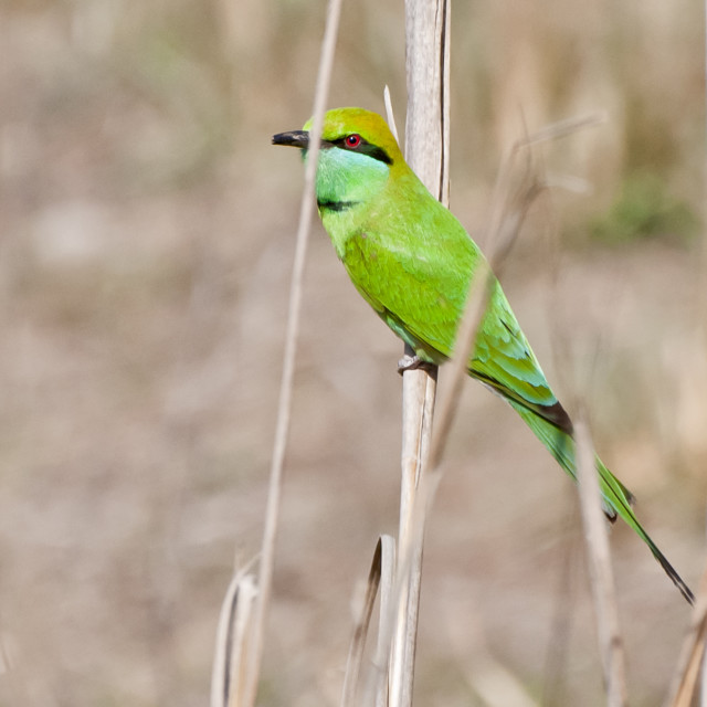 "The GREEN BEE EATER (Merops orientalis)" stock image