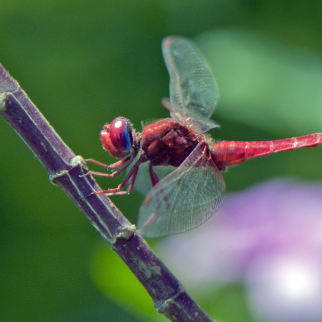 "The Red Dragon Fly" stock image