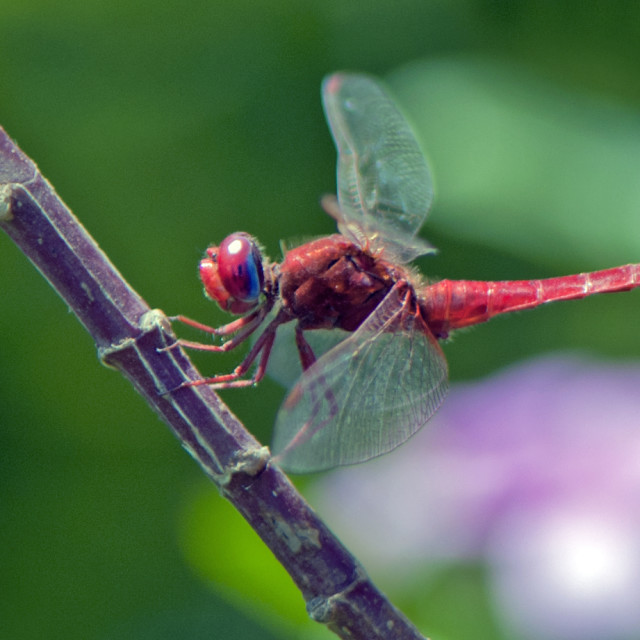"The Red Dragon Fly" by www.nishantdavid.ca - $16.05 "The Red Dragon Fly" stock image