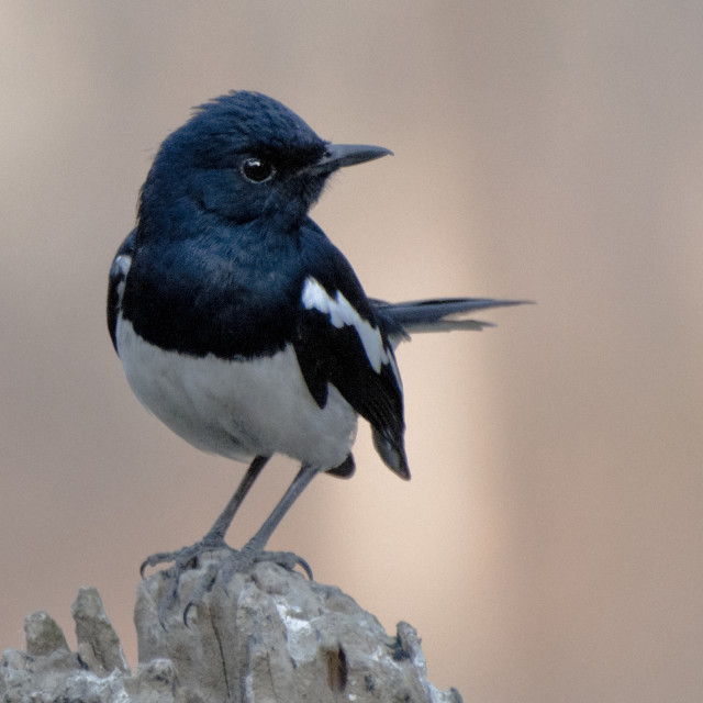 "The Magpie Robin or Doel bird (Copsychus saularis)." stock image