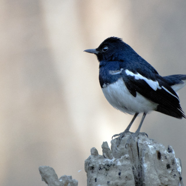 "The Magpie Robin or Doel bird (Copsychus saularis)." stock image