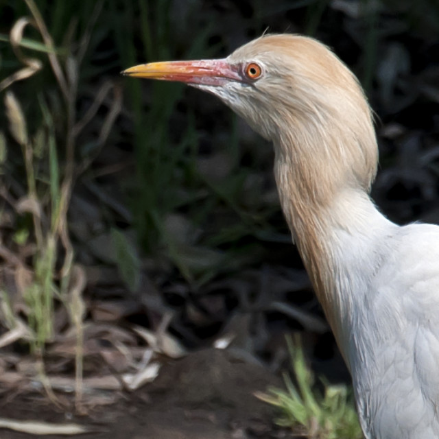 "The CATTLE EGRET (Bubulcus ibis)." stock image