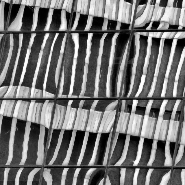 "Zebra Skin Reflection" stock image