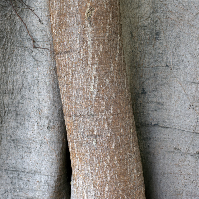 "Beautiful Texture Of A Tree Bark" stock image