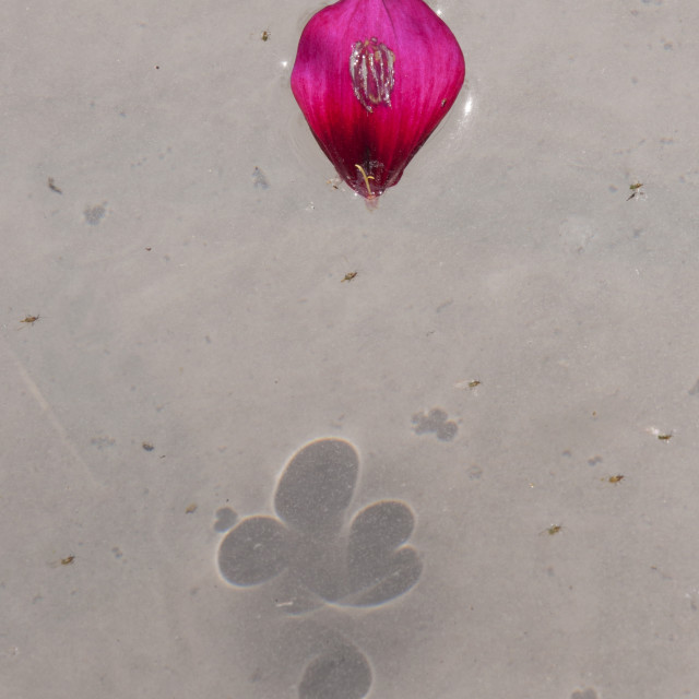 "The Rose Petal Shadow" stock image