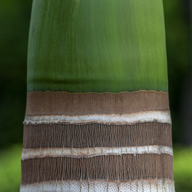 "Beautiful Texture On A Palm Tree" stock image