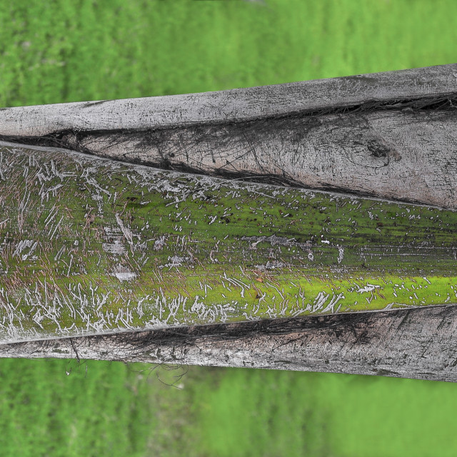 "Beautiful Texture On A Palm Tree" stock image