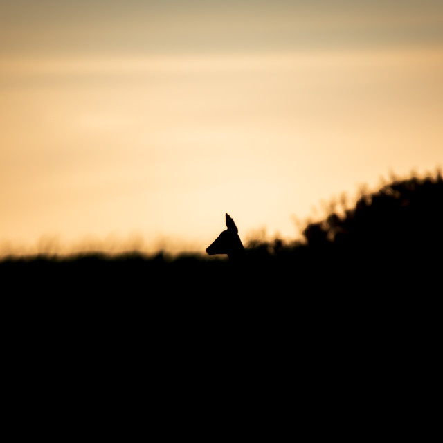 "Roe Doe Deer at Sunset" by Dorset Rural Photography - £8.50 "Roe Doe Deer at Sunset" stock image