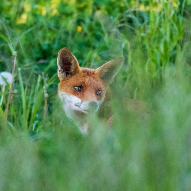 "A Countryside Fox" by Dorset Rural Photography - £5.00 "A Countryside Fox" stock image