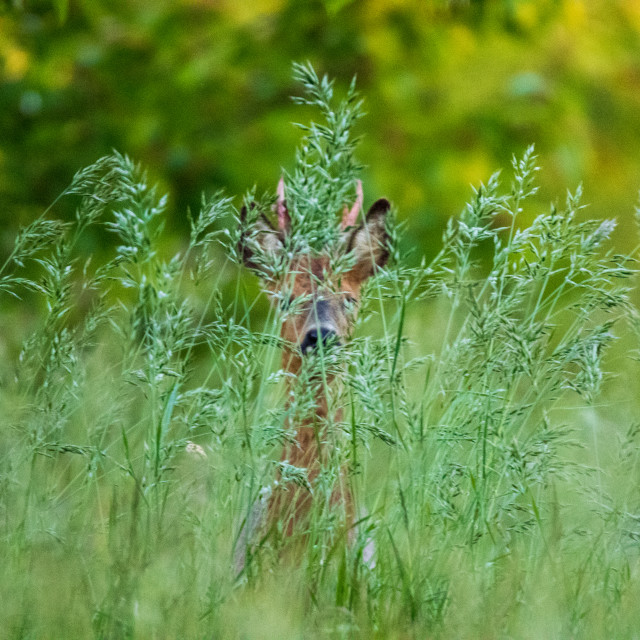 "Dorset Roe Buck Hiding" by Dorset Rural Photography - £8.50 "Dorset Roe Buck Hiding" stock image