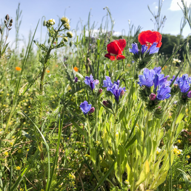 "poppy flowering on an insect friendly meadow" stock image