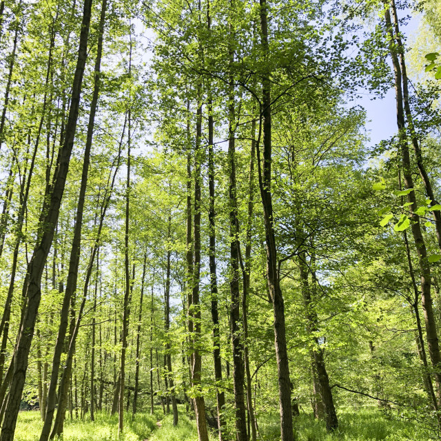 "spring forest in Bielefeld" stock image