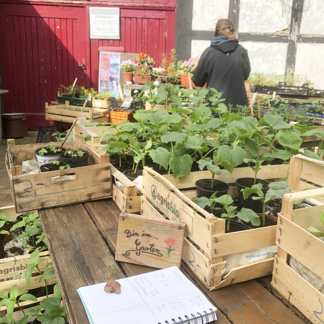 "direct sale of garden plants on a small farm" stock image