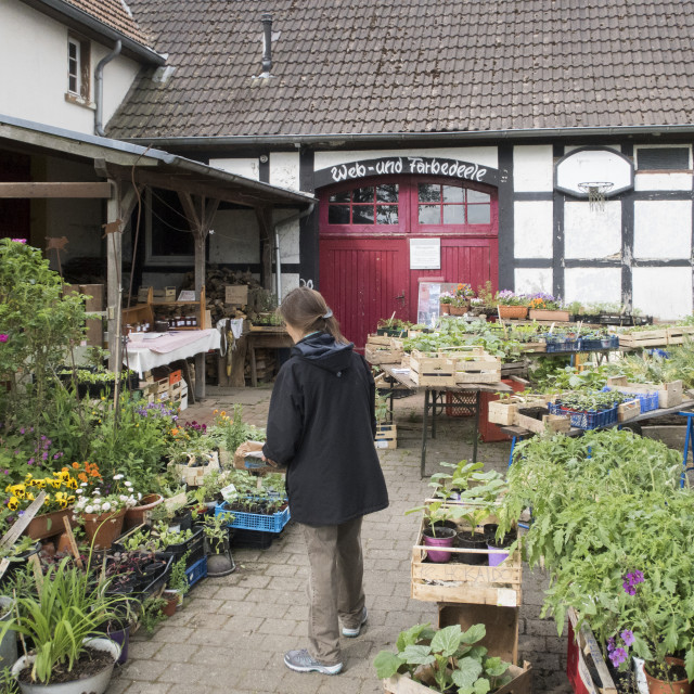 "direct sale of garden plants on a small farm" stock image