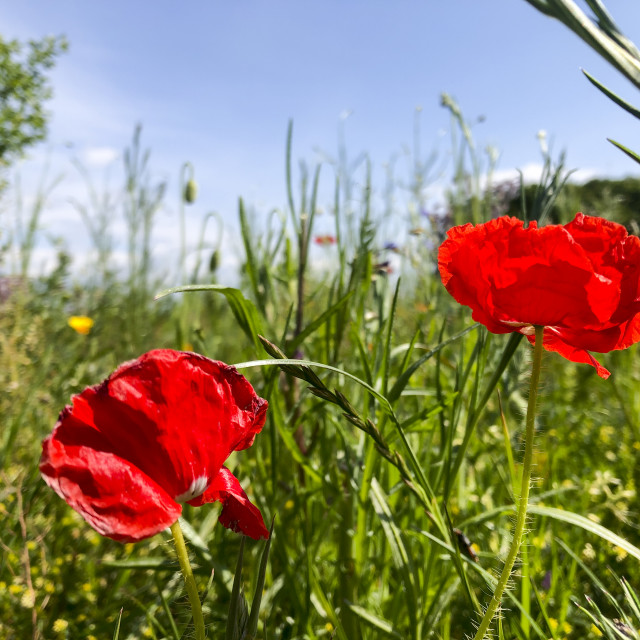 "flowering poppy on a meadow" stock image