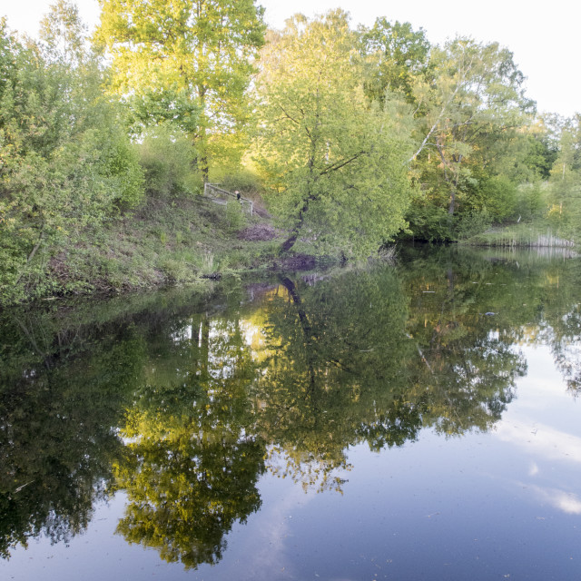 "spring time trees reflecting in a pond" stock image