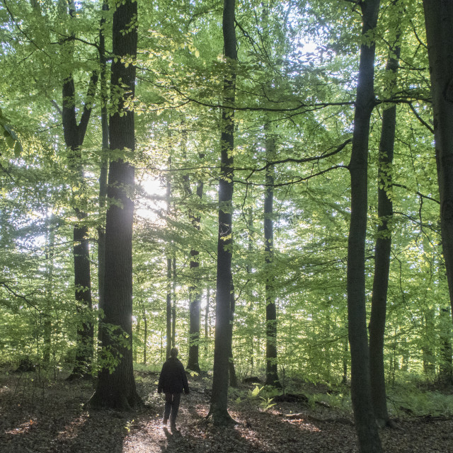 "forest hiking trail 17.5.2020," stock image